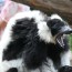 spolecnost:zoo2009:flash-thumbs:img_1034.jpg