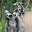 spolecnost:zoo2009:flash-thumbs:img_1044.jpg
