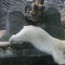 spolecnost:zoo2009:flash-thumbs:img_1095.jpg